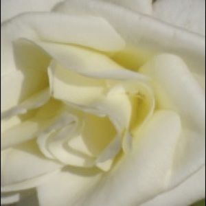 Meet your Posher, Justine